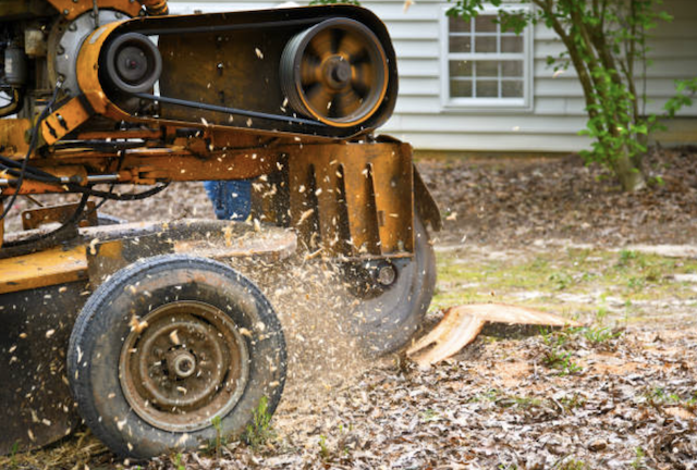 stump removal in Wenona